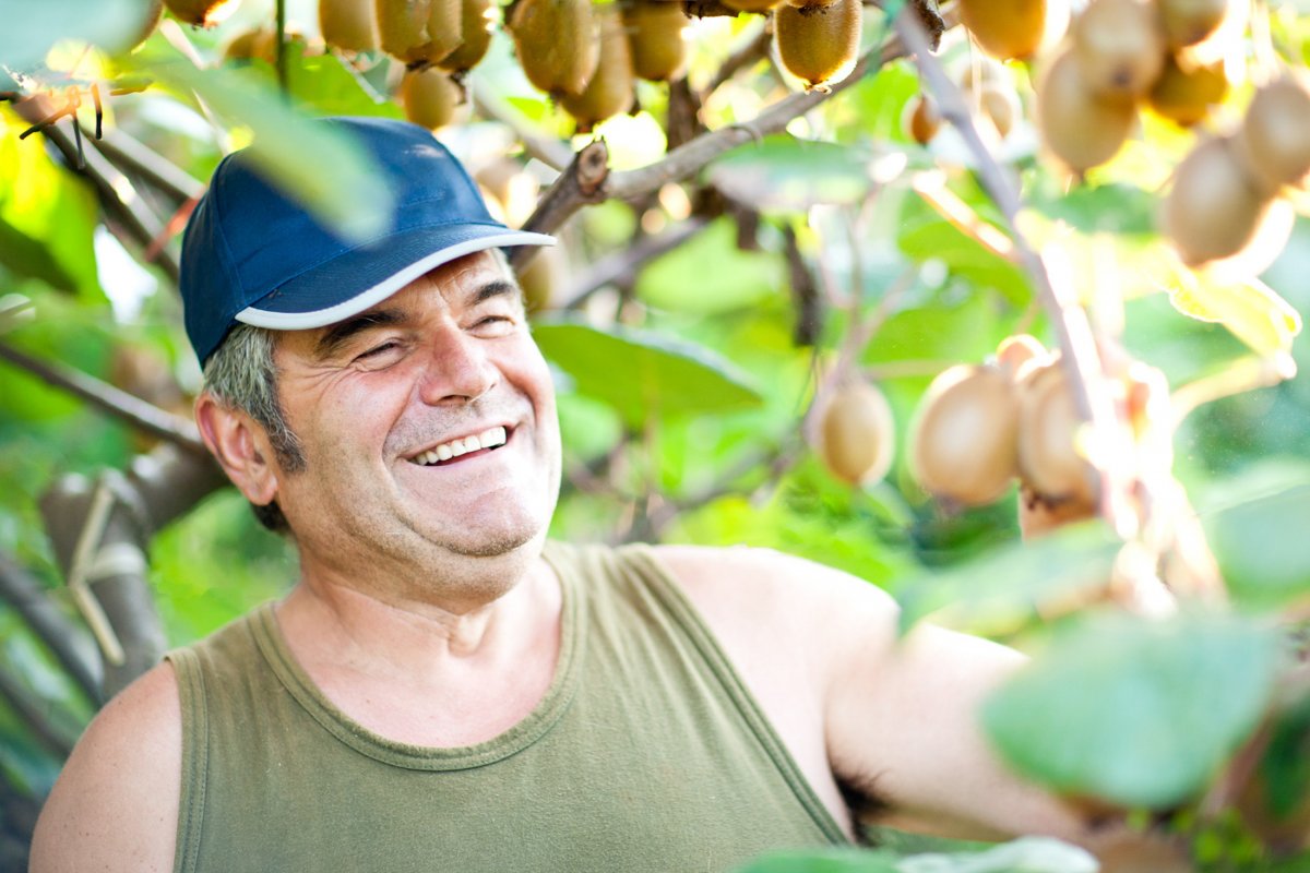 Idalgo Lorenzini examines his ripe kiwis with satisfaction in Gatteo, Emilia Romagna